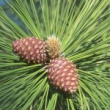 Pinus ponderosa 