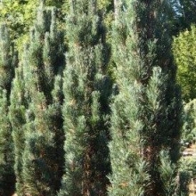 Pinus sylvestris `Fastigiata`