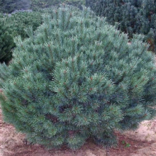 Pinus sylvestris `Watereri`