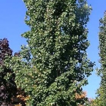Populus tremuloides `Erecta`