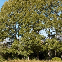 Populus yunnanensis