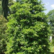 Prunus lusitanica `Pyramidalis`