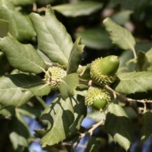 Quercus suber 