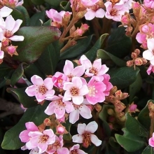 Rhaphiolepis indica `Springtime` (Pink Lady)