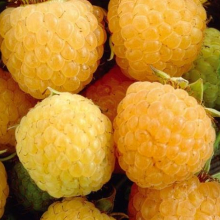Rubus idaeus `Golden Everest`