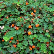Rubus tricolor `Betty Ashburner`
