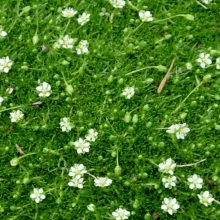 Sagina subulata `Green Moss`