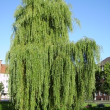 Salix babylonica