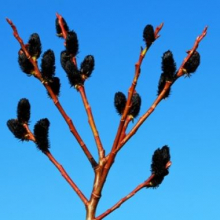 Salix gracilistyla `Melanostachys`