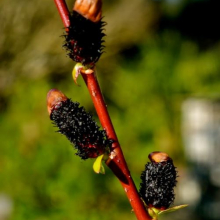 Salix gracilistyla `Melanostachys`
