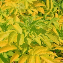 Sambucus nigra `Aurea`