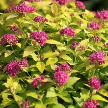 Spiraea japonica `Double Play Gold`