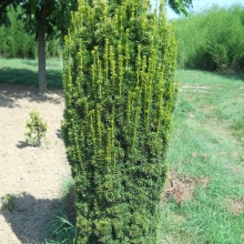 Taxus baccata `Fastigiata Aurea` (`Fastigiata Aureomarginata`)