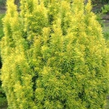 Taxus baccata `Germer`s Gold`