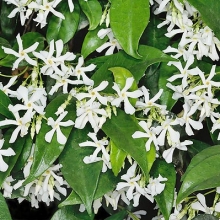 Trachelospermum (Rhynchospermum) jasminoides