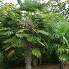 Trachycarpus wagnerianus K5