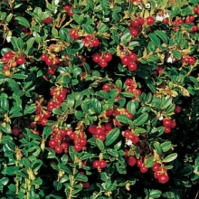 Vaccinium vitis-idaea `Red Pearl`