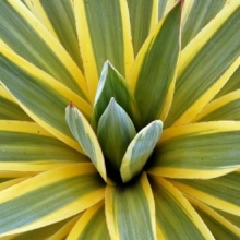 Yucca gloriosa `Variegata`