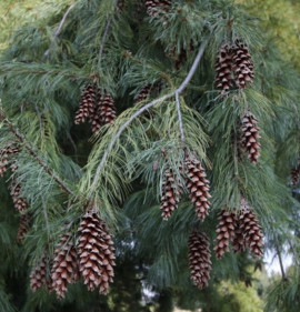Pinus strobus `Pendula`