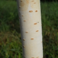 Betula utilis 'Jacquemontii' (Himalájai nyír)