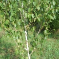 Betula utilis 'Jacquemontii' (Hófehér kérgű himalájai nyír)
