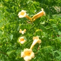 Campsis radicans 'Yellow Trumpet' (Yellow Trumpet sárga virágú trombitafolyondár)