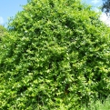Jonicera japonica (Illatos virágú örökzöld kúszó japán lonc)