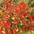 Photinia fraseri 'Red Select' (Tűzpiros korallberkenye)
