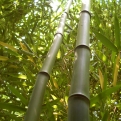 Phyllostachys aureosulcata (Kínai aranycsíkos bambusz)