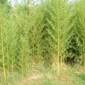 Phyllostachys aureosulcata 'Aureocaulis' (Aranyszárú bambusz)