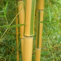 Phyllostachys aureosulcata 'Spectabilis' (Kínai zöldcsíkos aranyszárú bambusz)