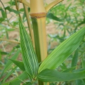 Phyllostachys bambusoides 'Castillonis' levelek
