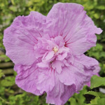 Hibiscus syriacus `Lavander Chiffon`