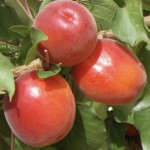 Armeniaca vulgaris `Primassi`