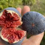 Ficus carica `Violette de Sollies`