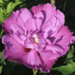 Hibiscus syriacus `Purple Ruffles`