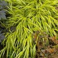 Hakonechloa macra `Aureola`