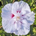 Hibiscus syriacus `China Chiffon`