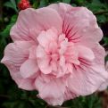 Hibiscus syriacus `Pink Chiffon`