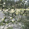 Poncirus trifoliata var. `Flying Dragon`