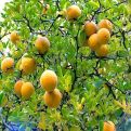 Poncirus trifoliata, syn.: Citrus trifoliata