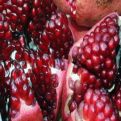 Punica granatum `Acco` NAGY NÖVÉNY!
