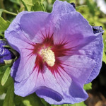 Hibiscus syriacus `Oiseau Bleu` (syn.: Blue Bird)