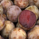 Prunus sp. `Mariposa` (Pulykaszilva)