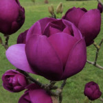 Magnolia `Black Tulip`