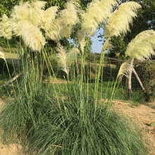 Cortaderia selloana `Sunningdale Silver`