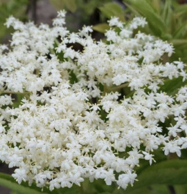 Sambucus nigra `Samyl`