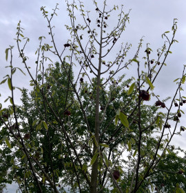 Asimina triloba MAGCSEMETE
