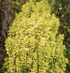 Berberis thunbergii `Golden Torch`