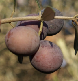 Olea europaea `Verdale de l`Hérault`